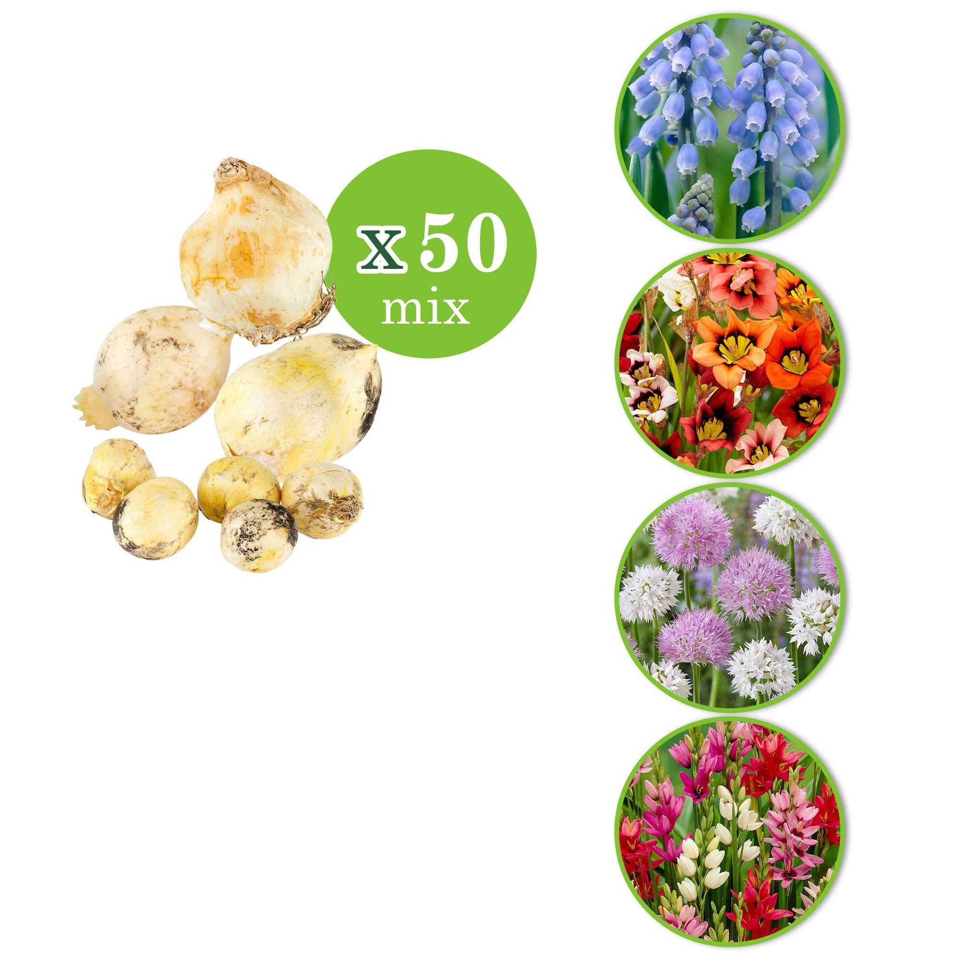 300x Pack de bulbes de fleurs 'Tulipes et autres' - Bulbes de printemps