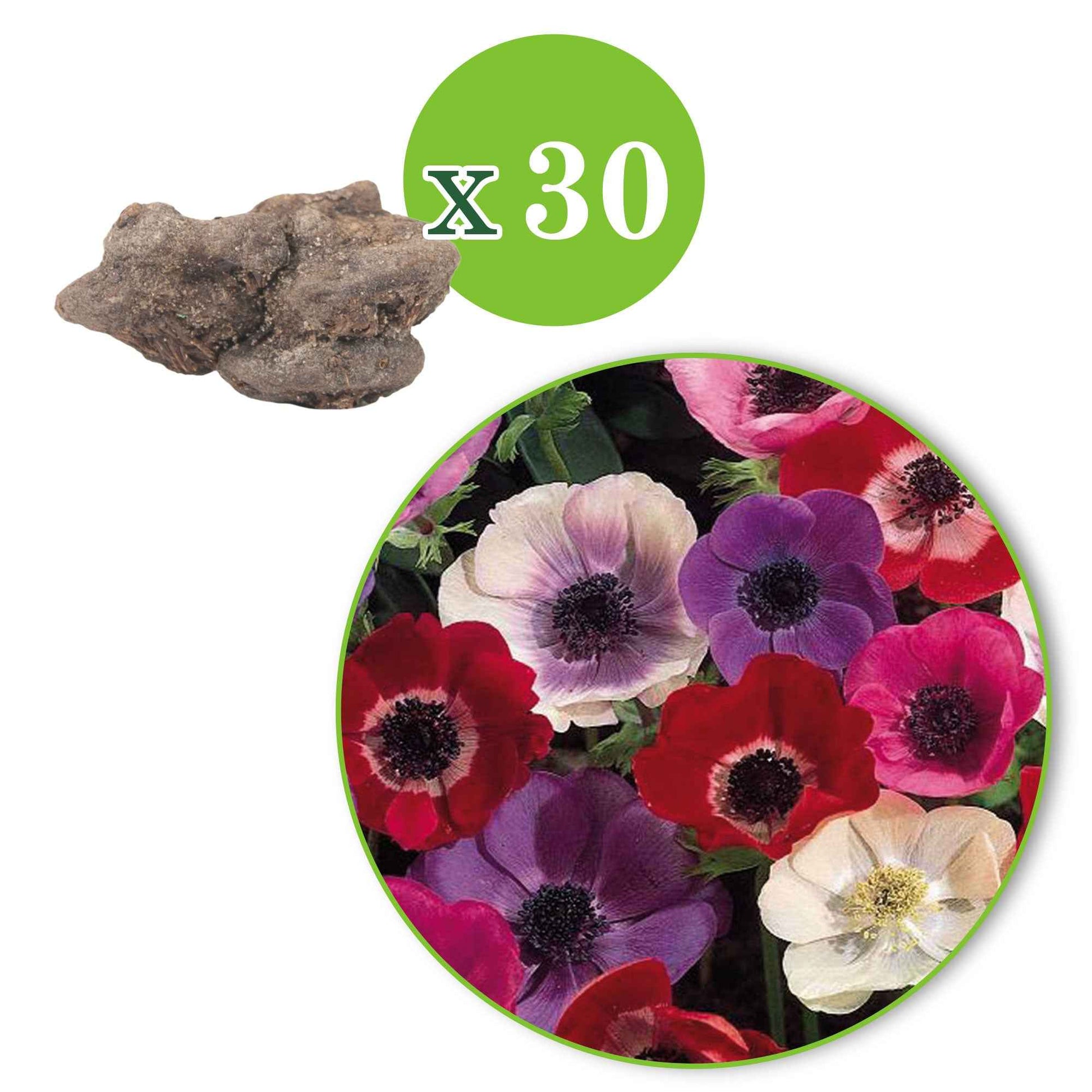 80x Anémone et tulipe - Mélange 'Jardin Joyeux' - Bulbes de fleurs pour la terrasse et le balcon