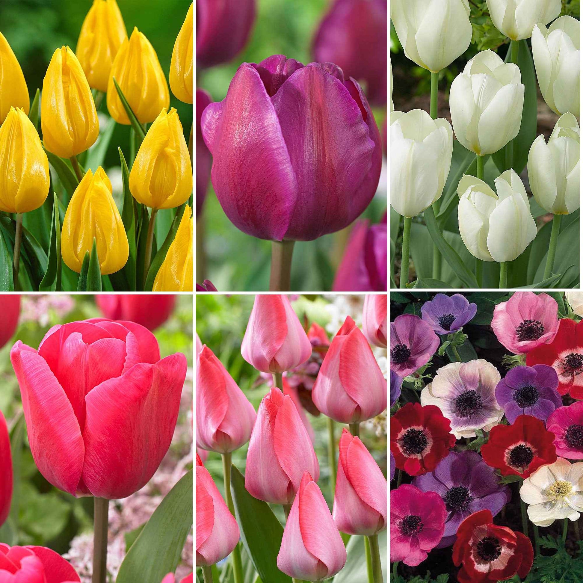 80x Anémone et tulipe - Mélange 'Jardin Joyeux' - Arbustes à papillons et plantes mellifères