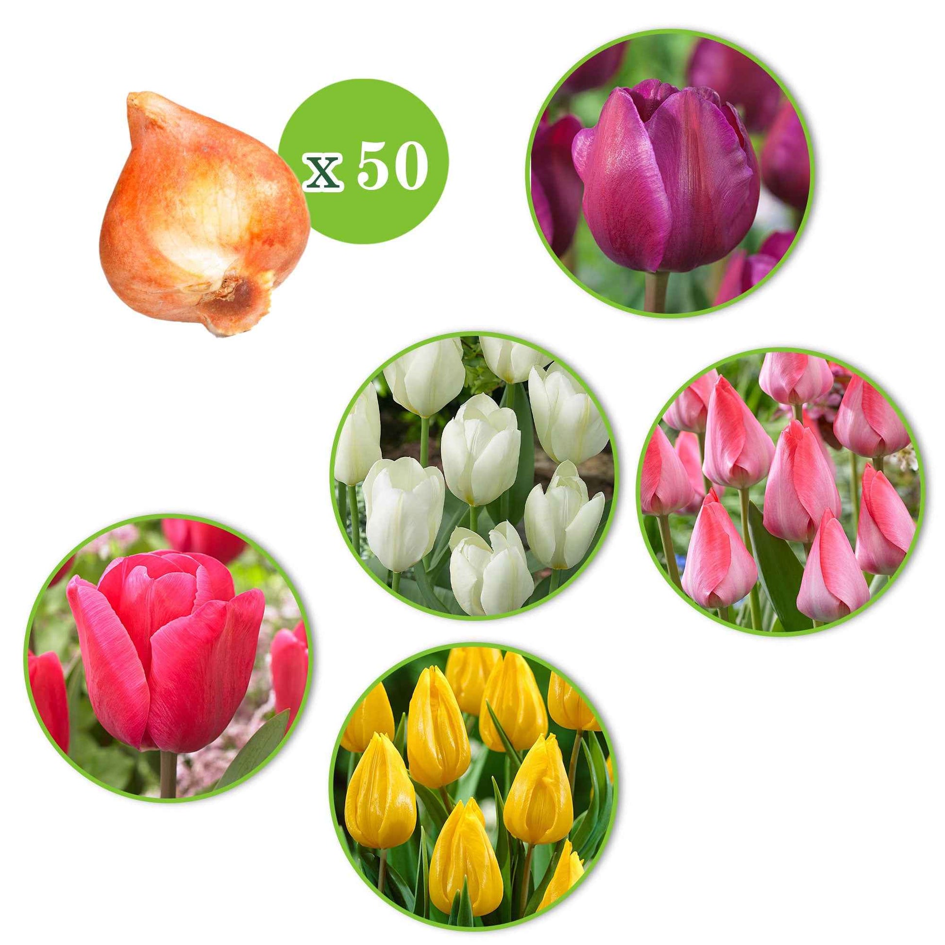 80x Anémone et tulipe - Mélange 'Jardin Joyeux' - Bulbes de fleurs attirant les abeilles et les papillons