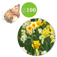 150x Narcisse et tulipe - Mélange 'Jardin de Printemps' - Bulbes de printemps
