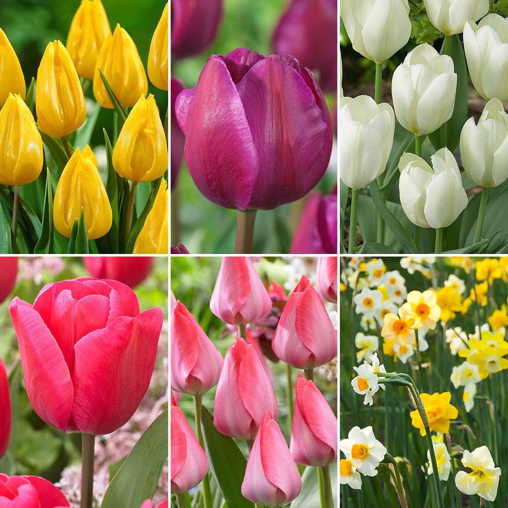 150x Narcisse et tulipe - Mélange 'Jardin de Printemps' - Bulbes de fleurs pour la terrasse et le balcon