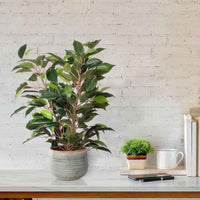 Ficus artificiel 'Natasja' avec cache-pot vert - Plantes artificielles avec cache-pot