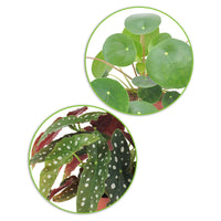1x Begonia maculata + 1x Plante à monnaie chinoise Pilea peperomioides - Lots de plantes