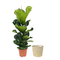 Plante à tabac Ficus lyrata avec panier en osier naturel - Plantes d'intérieur avec pot décoratif