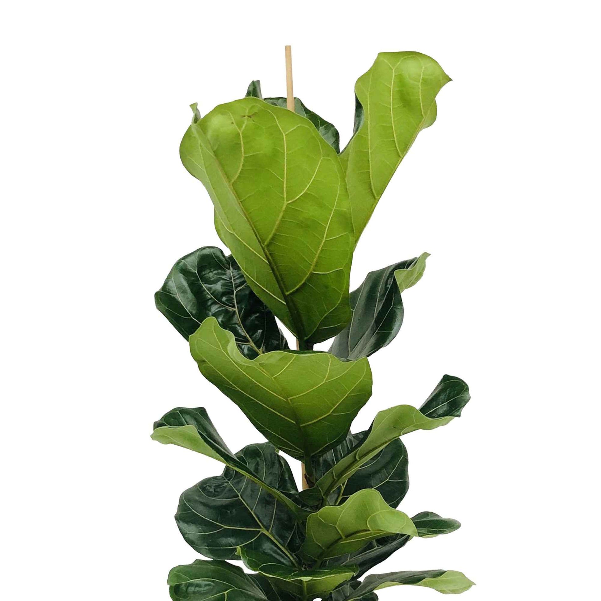 Plante à tabac Ficus lyrata avec panier en osier naturel - Plantes d'intérieur : les tendances actuelles