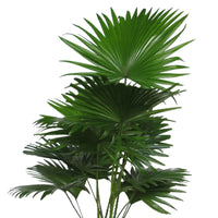 Palmier Livistona rotundifolia avec panier en osier naturel - Palmier avec cache-pot