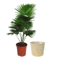 Palmier Livistona rotundifolia avec panier en osier naturel - Plantes d'intérieur
