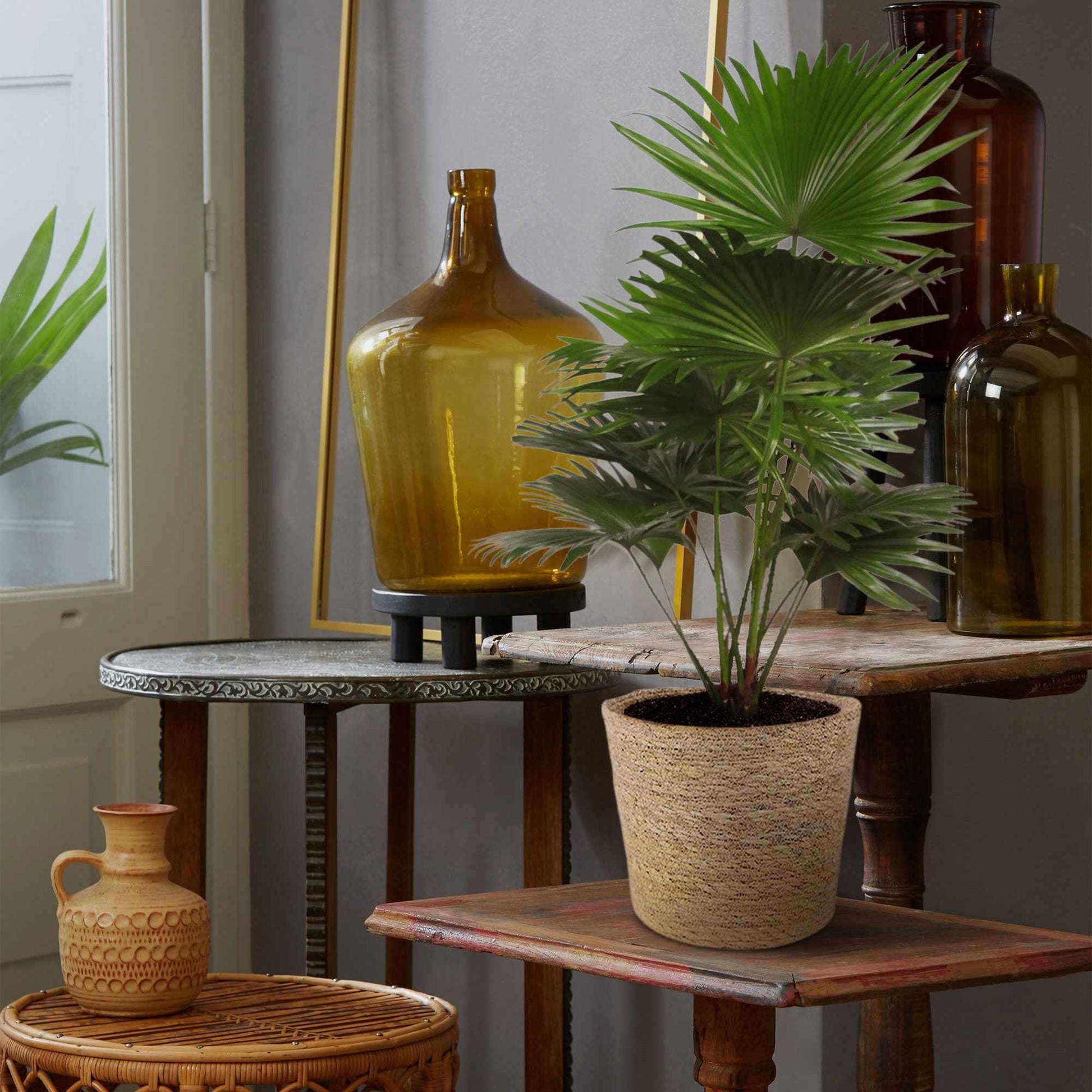 Palmier Livistona rotundifolia avec panier en osier naturel - Ensembles et compositions