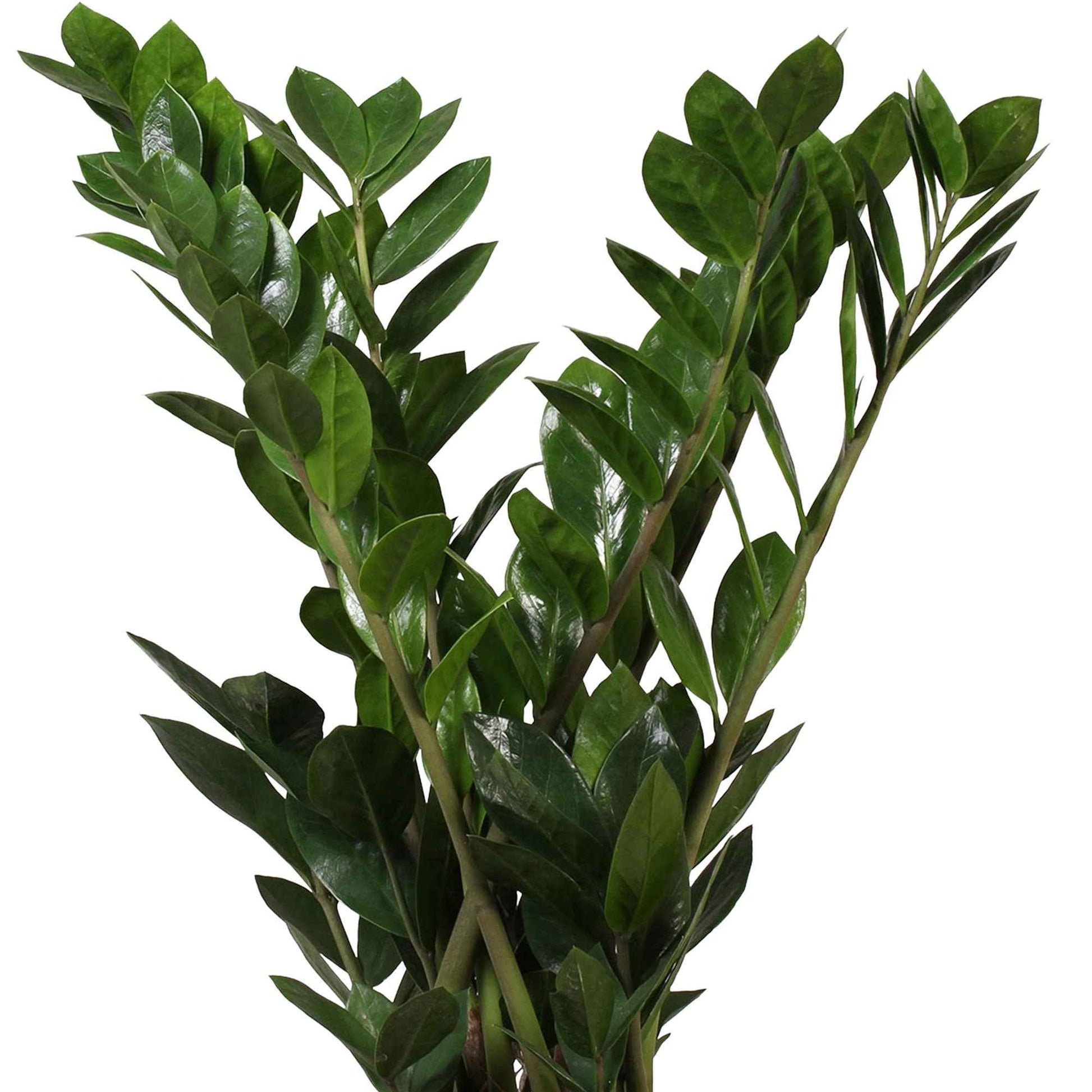 Plante ZZ Zamioculcas zamiifolia avec panier en osier gris - Facile d’entretien