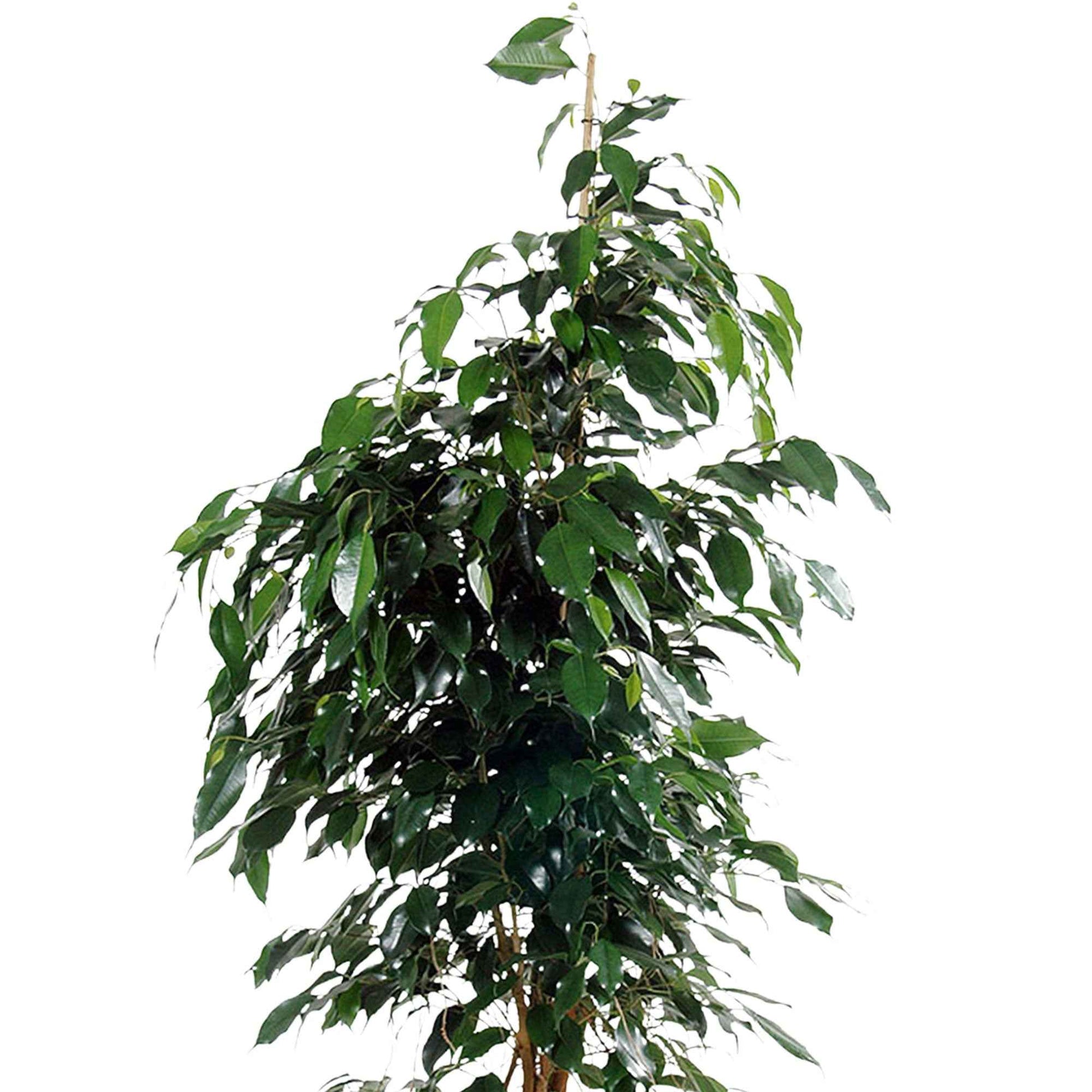 Figuier pleureur Ficus benjamina 'Danielle' avec panier en osier gris - Plantes d'intérieur