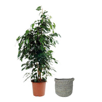 Figuier pleureur Ficus benjamina 'Danielle' avec panier en osier gris - Plantes d'intérieur avec cache-pot