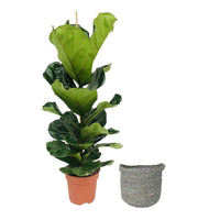 Plante à tabac Ficus lyrata avec panier en osier gris - Plantes d'intérieur avec pot décoratif