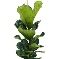 Plante à tabac Ficus lyrata avec panier en osier gris - Plantes d'intérieur : les tendances actuelles