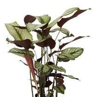 Plante de l'ombre Calathea 'White Star' avec cache-pot doré - Ensembles de plantes d'intérieur