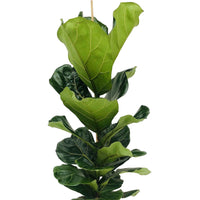 Plante à tabac Ficus lyrata avec cache-pot vert - Grandes plantes d'intérieur