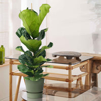 Plante à tabac Ficus lyrata avec cache-pot vert - Ensembles de plantes d'intérieur