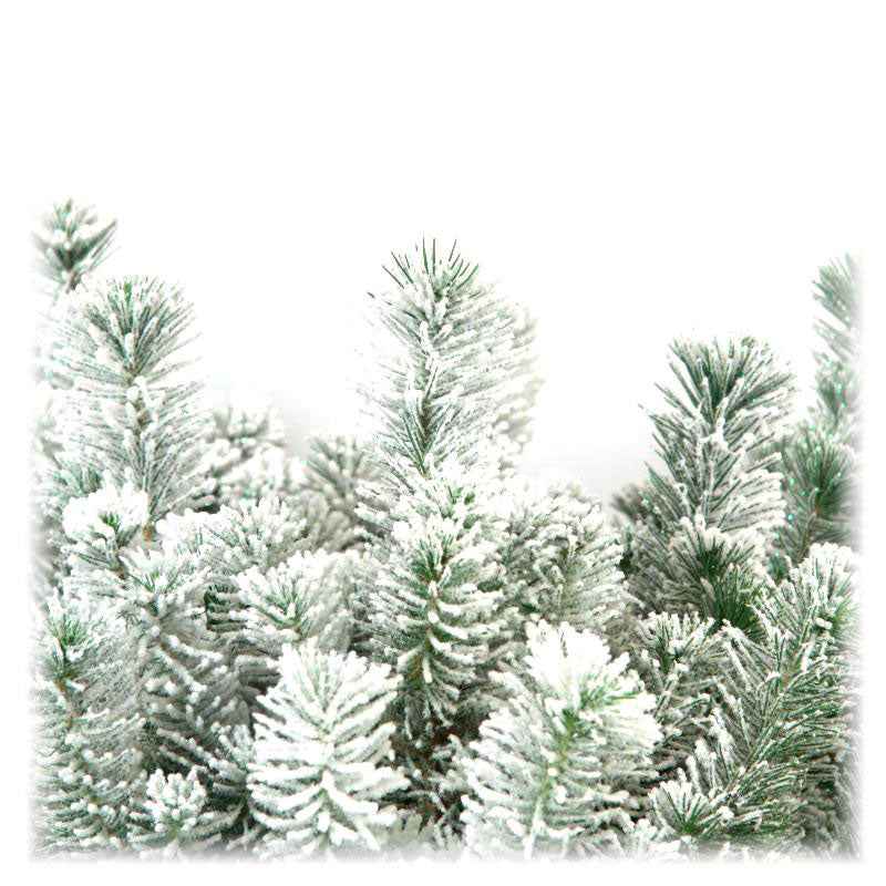 Conifères Pinus  pinea Pin parasol  - Mini sapin de Noël - Caractéristiques des plantes