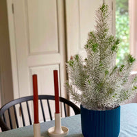 Conifères Pinus  pinea Pin parasol  - Mini sapin de Noël - Arbres et haies