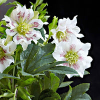 Rose de Noël Helleborus 'Hello Pearl' Rose-Blanc - Collection de Noël