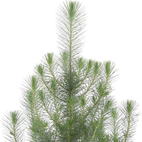 Conifères Pinus 'Silver Crest' avec cache-pot vert - Arbres et haies