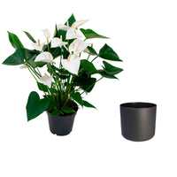 Langue de feu Anthurium andreanum Blanc avec pot décoratif - Anthurium