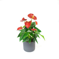 Langue de feu Anthurium andreanum Rouge avec pot décoratif - Plantes d'intérieur : les tendances actuelles