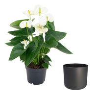 Langue de feu Anthurium andreanum Blanc avec pot décoratif - Plantes d'intérieur