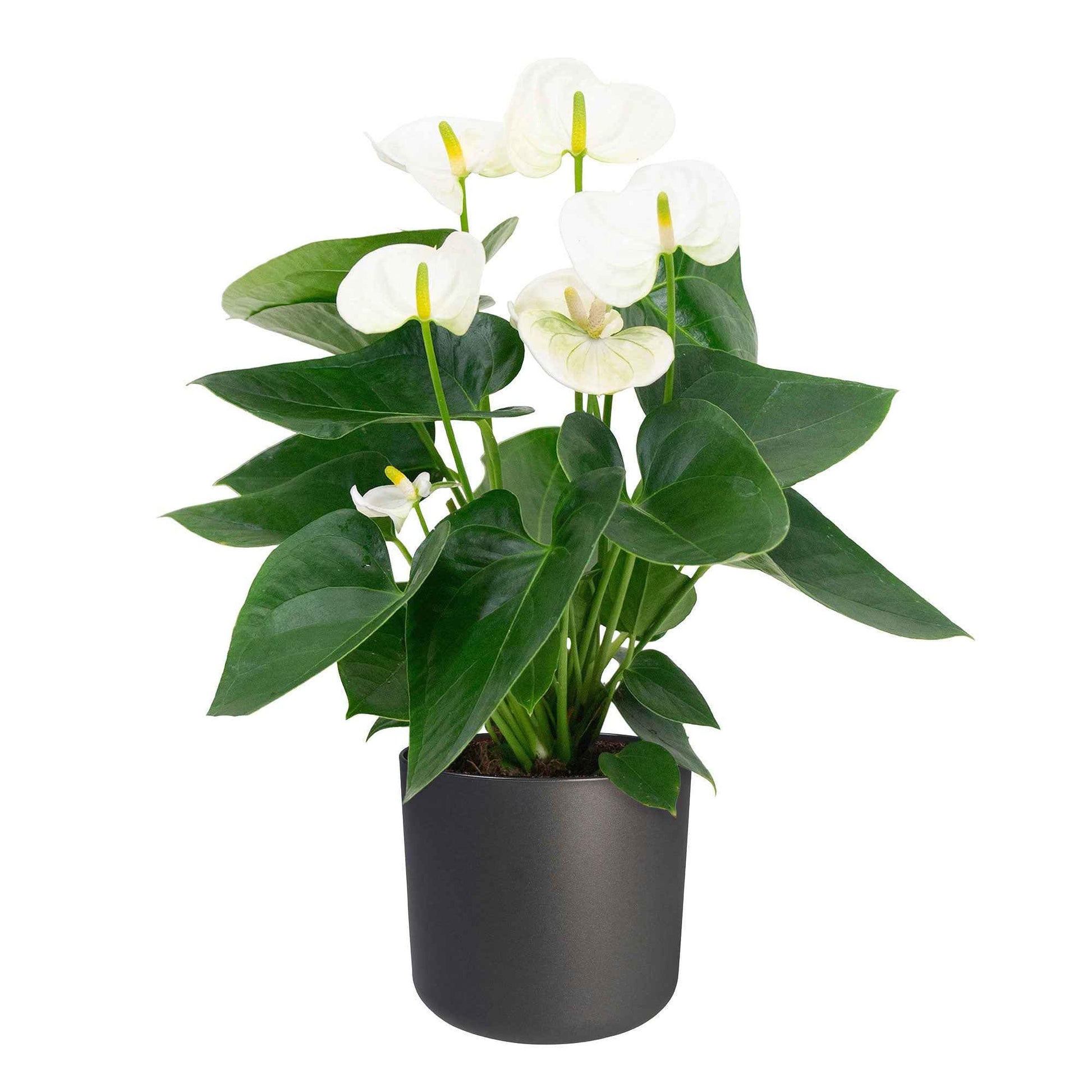 Langue de feu Anthurium andreanum Blanc avec pot décoratif - Petites plantes d'intérieur