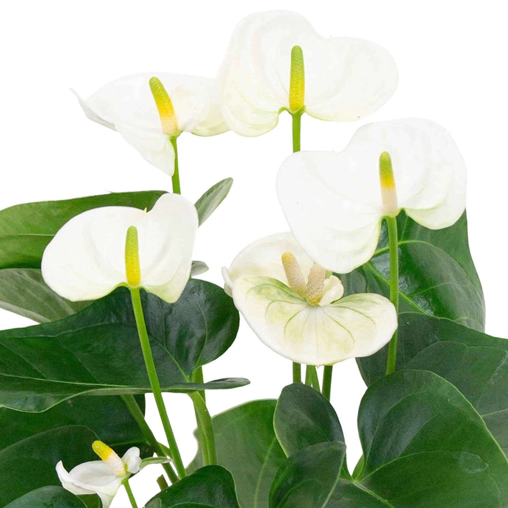 Langue de feu Anthurium andreanum Blanc avec pot décoratif - Langue de feu - Anthurium