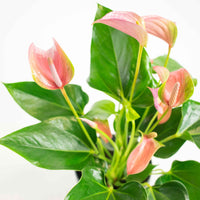 Langue de feu Anthurium 'Joli Pink' Rose avec pot décoratif - Langue de feu - Anthurium