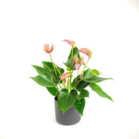 Langue de feu Anthurium 'Joli Pink' Rose avec pot décoratif - Anthurium