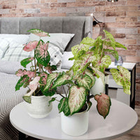3x Caladium - Mélange rose avec cache-pot et support - Ensembles de plantes d'intérieur