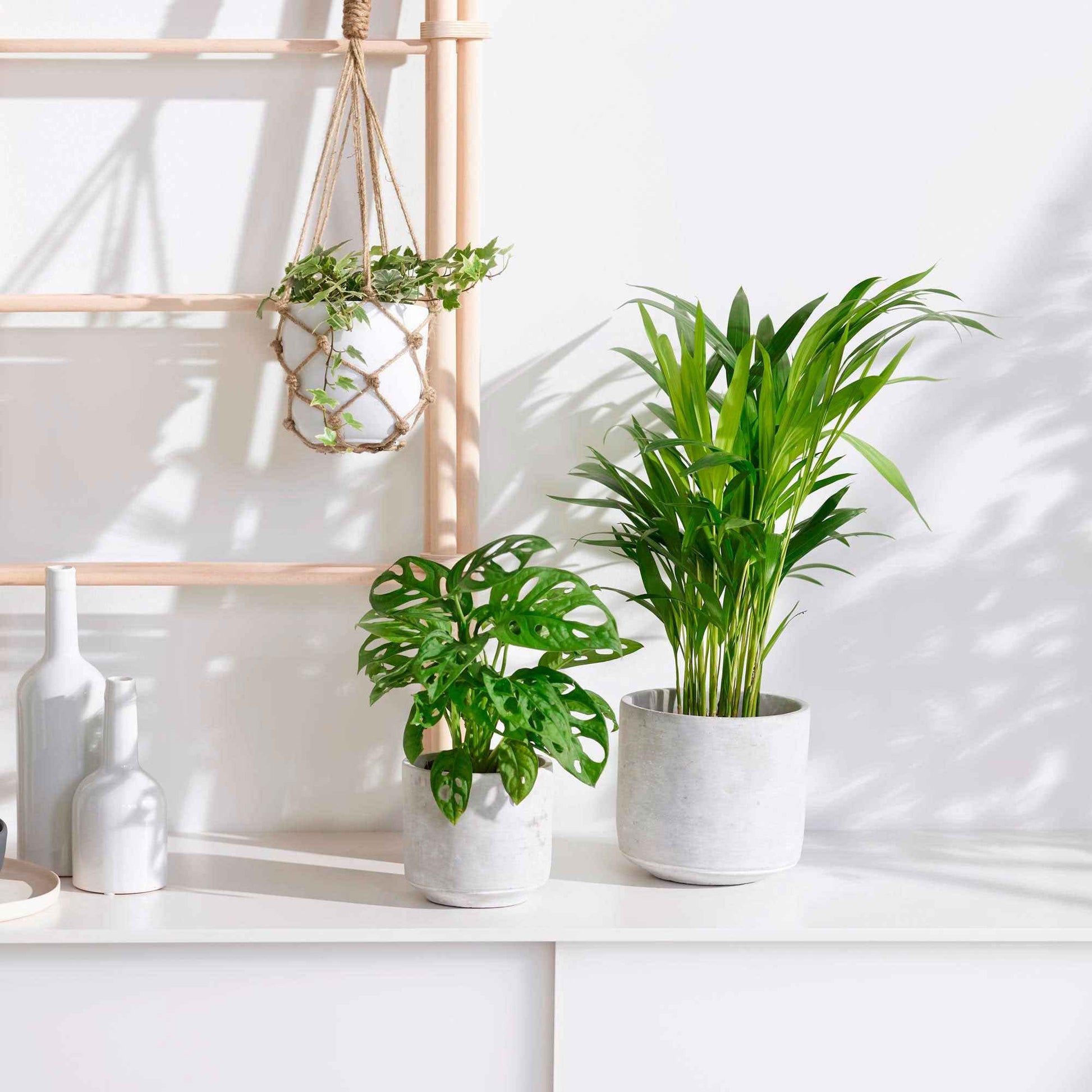 3x Plantes d'intérieur - Mix 'Tropical House' Avec cache-pots - Ensembles de plantes d'intérieur