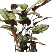 Calathéa - Ensembles de plantes d'intérieur