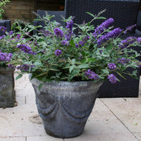 Arbre à papillons Buddleja 'Free Petite Blue Heaven' violet - Arbustes