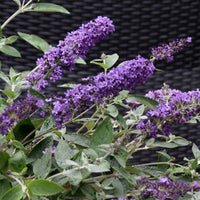 Arbre à papillons Buddleja 'Free Petite Blue Heaven' violet - Arbustes fleuris