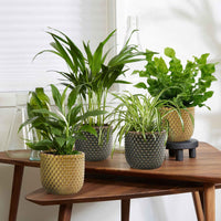 4x Plantes purificatrices d'air avec cache-pots - Collection colorée