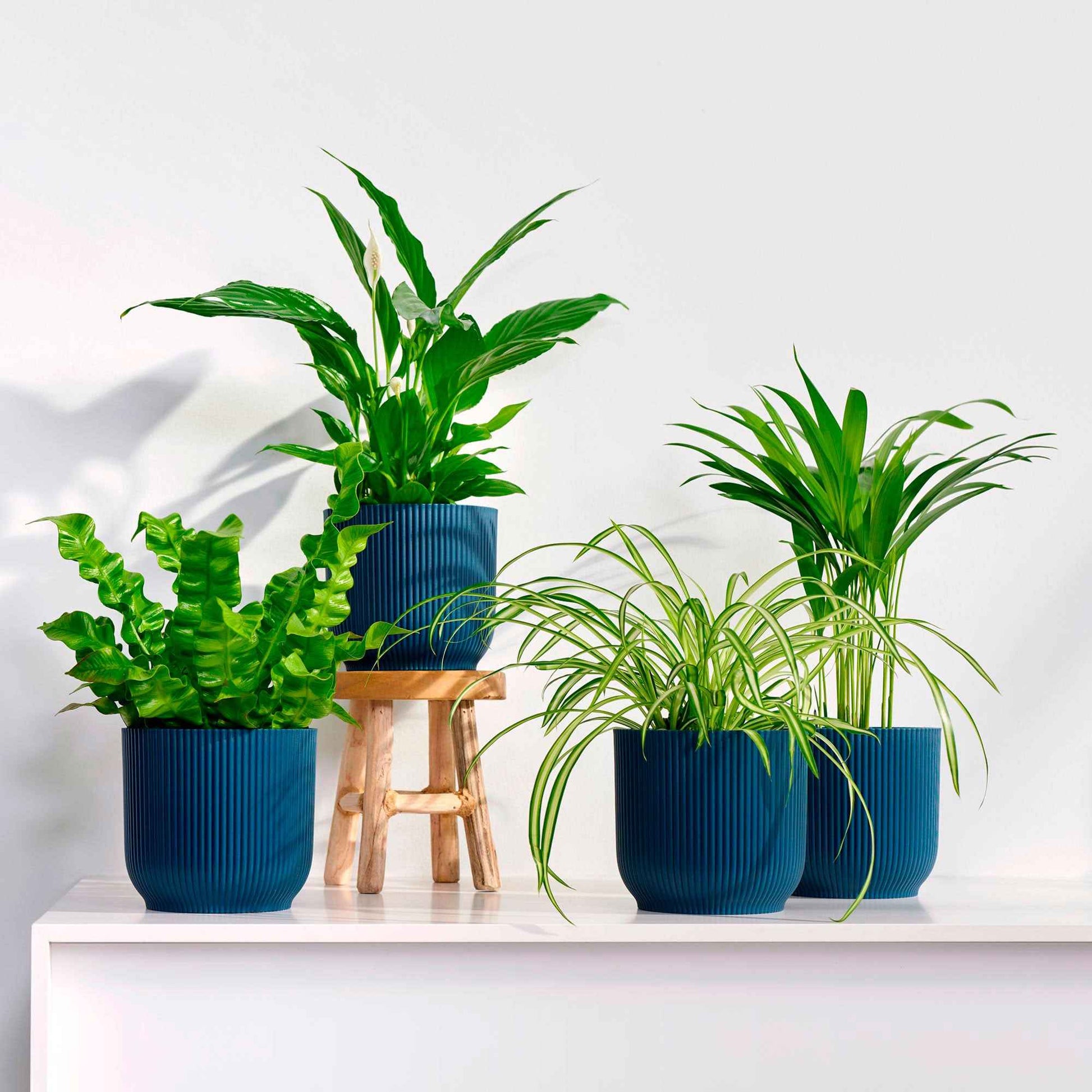 Plantes purificatrices d'air - Mélange 'Zuiverend Groen' Avec cache-pots - Collection colorée
