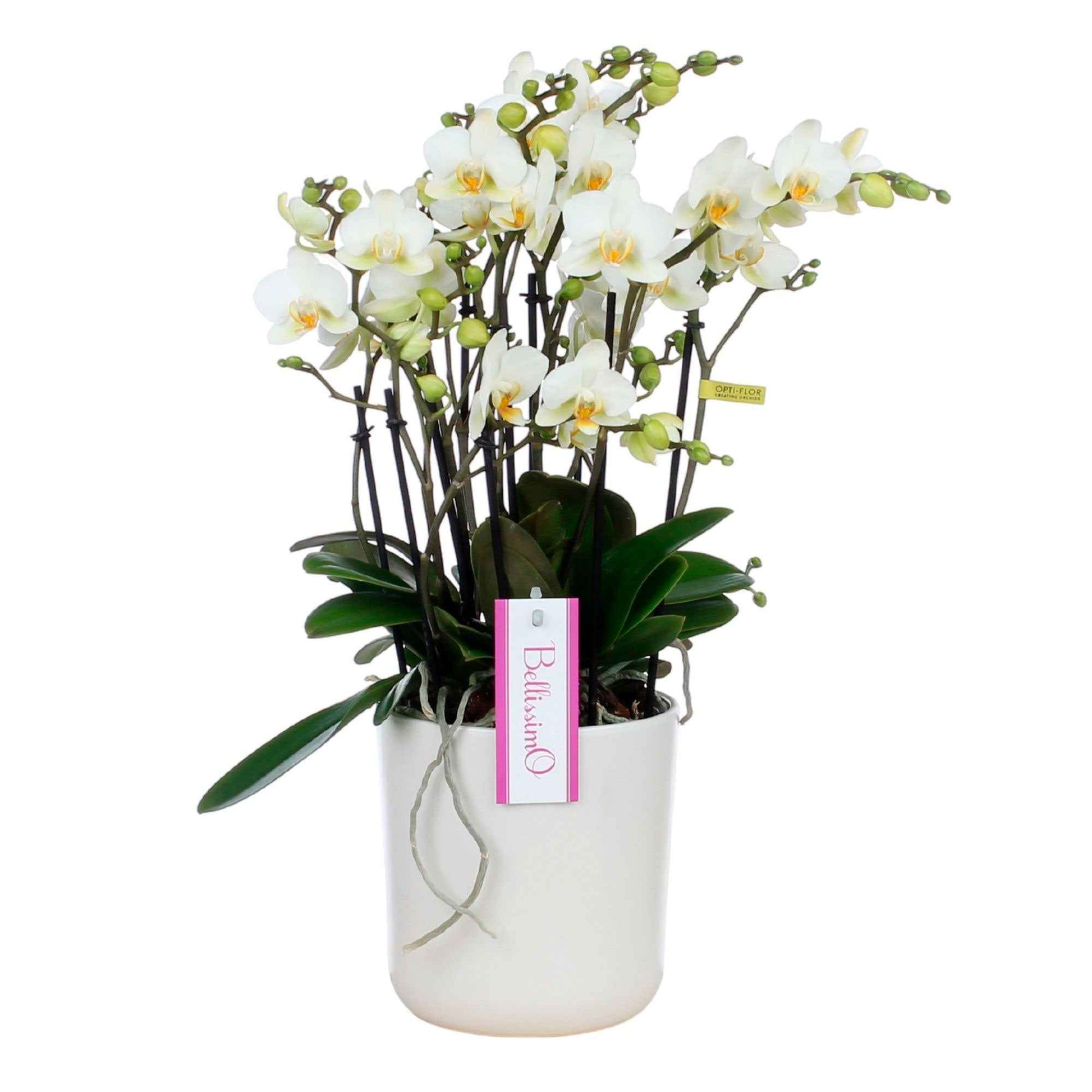 Orchidée papillon Phalaenopsis 'Bellisimo Bella' Blanc avec pot décoratif - Orchidée - Phalaenopsis