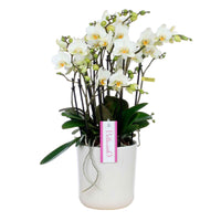 Orchidée papillon Phalaenopsis 'Bellisimo Bella' Blanc avec pot décoratif - Orchidées