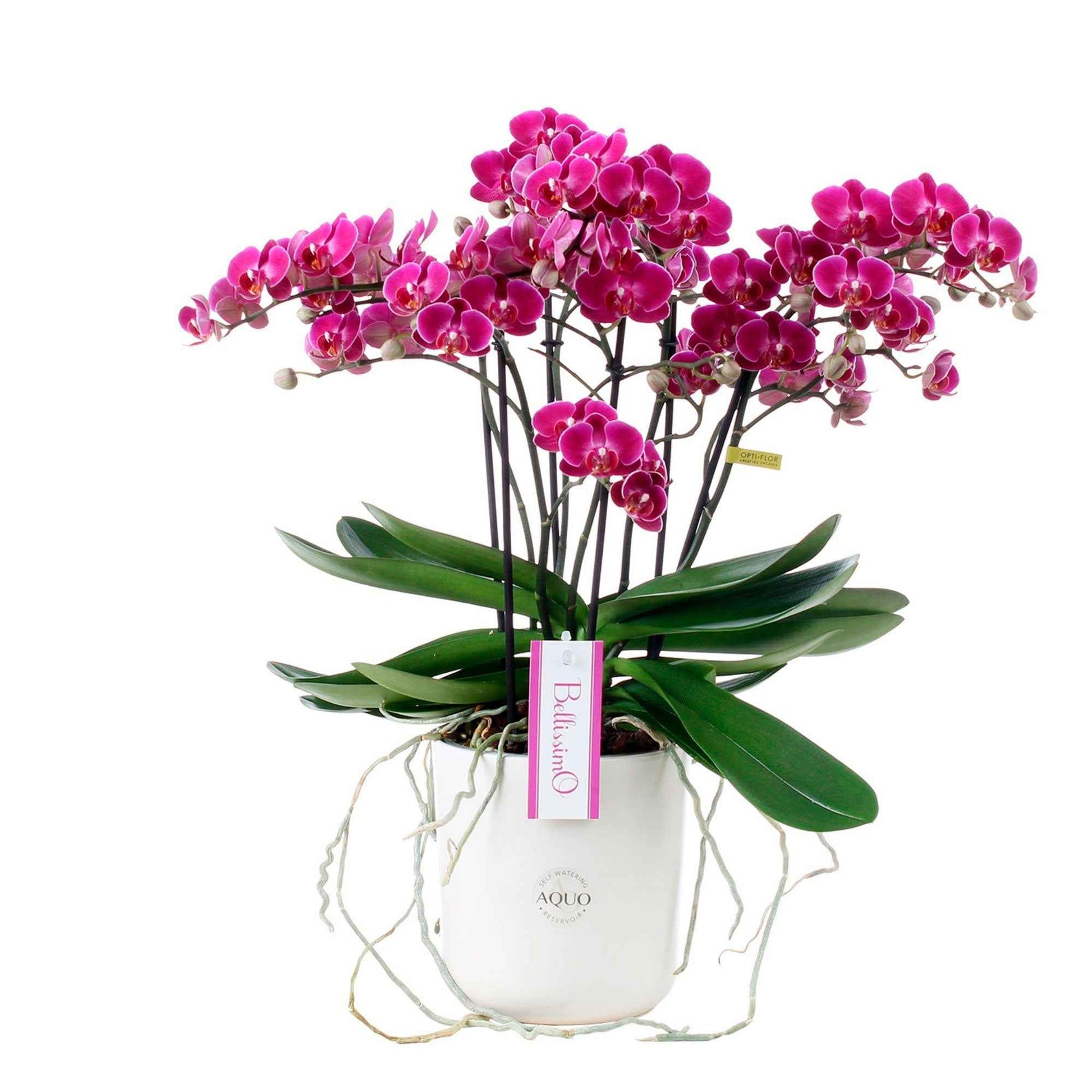 Orchidée papillon Phalaenopsis 'Bellissimo Amore' Violet avec pot décoratif - Cadeaux Saint Valentin