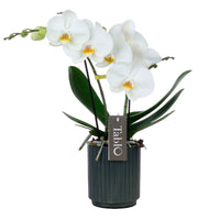 Orchidée papillon Phalaenopsis 'Tablo Champagne' avec pot décoratif - Orchidée - Phalaenopsis