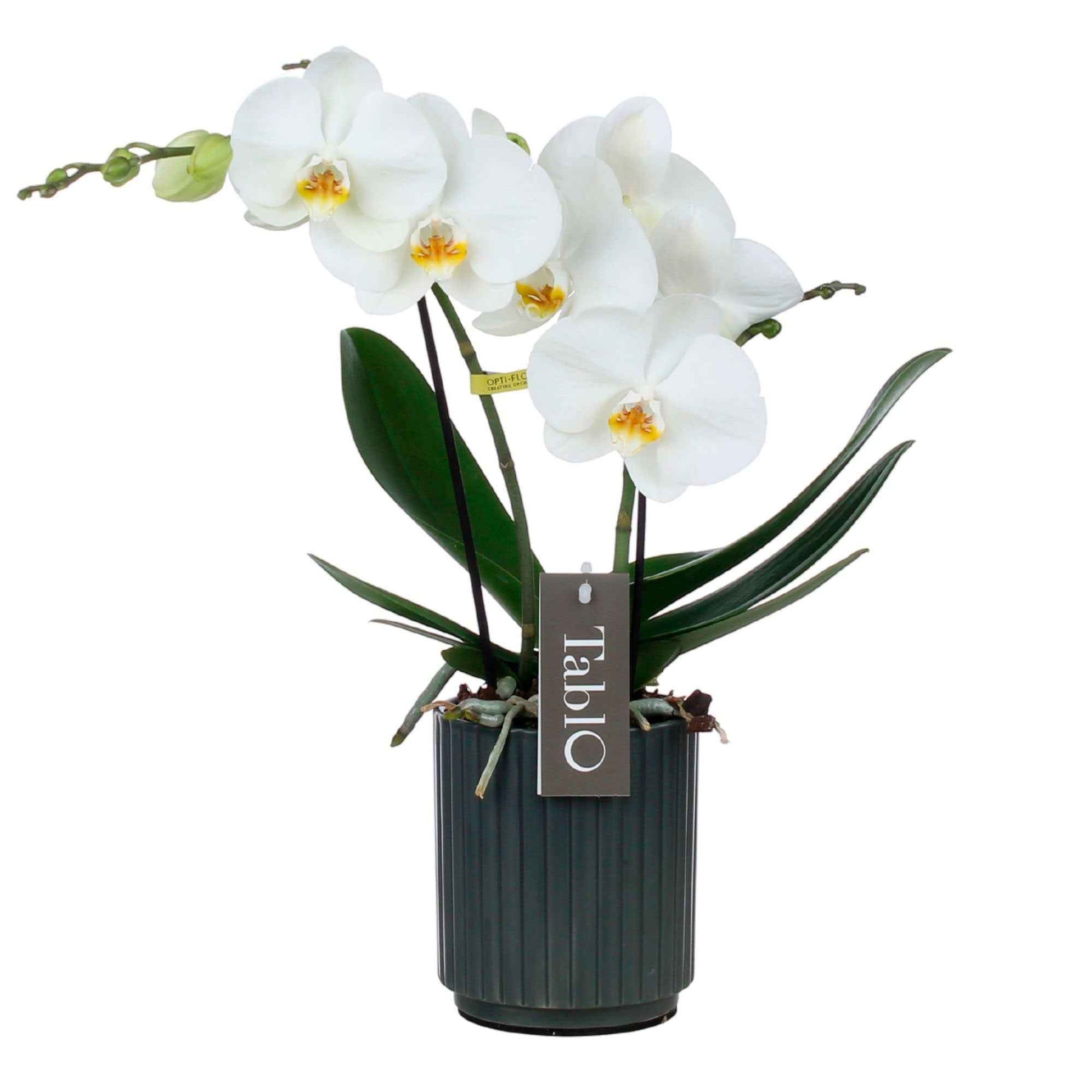 Orchidée papillon Phalaenopsis 'Tablo Champagne' avec pot décoratif - Orchidées