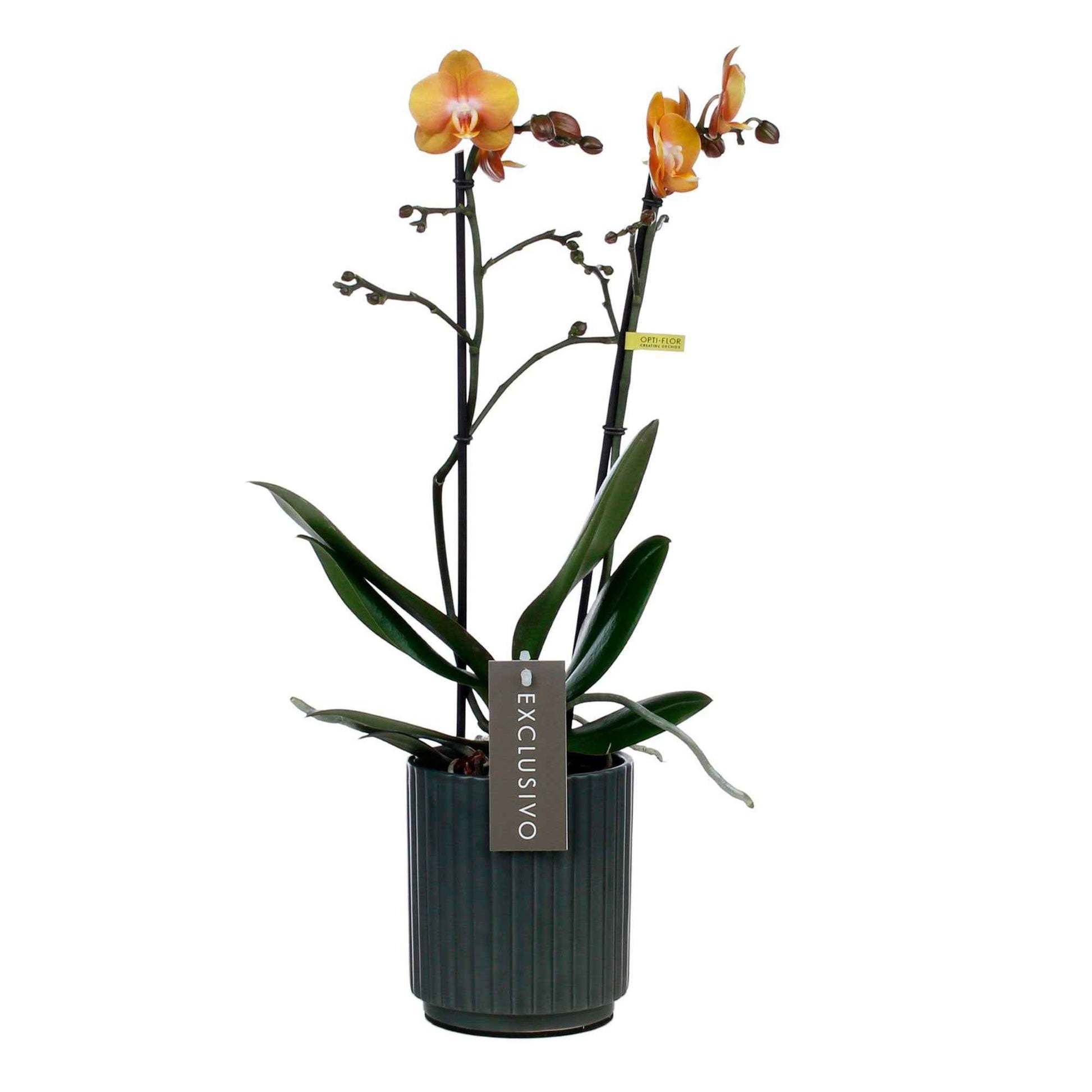 Orchidée papillon Phalaenopsis 'Las Vegas' Orangé avec pot décoratif - Orchidée - Phalaenopsis