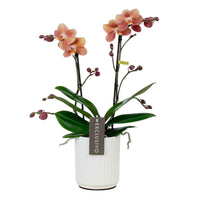 Orchidée papillon Phalaenopsis 'Monaco' Orangé avec pot décoratif - Orchidées