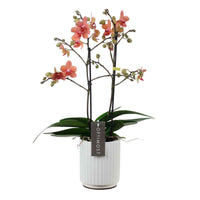 Orchidée Phalaenopsis 'Optimost Sunset Love' Orangé avec pot décoratif - Orchidées