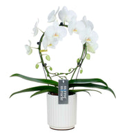 Orchidée papillon Phalaenopsis 'Mirror Miracle Aurora' Blanc avec pot décoratif - Cadeaux Saint Valentin