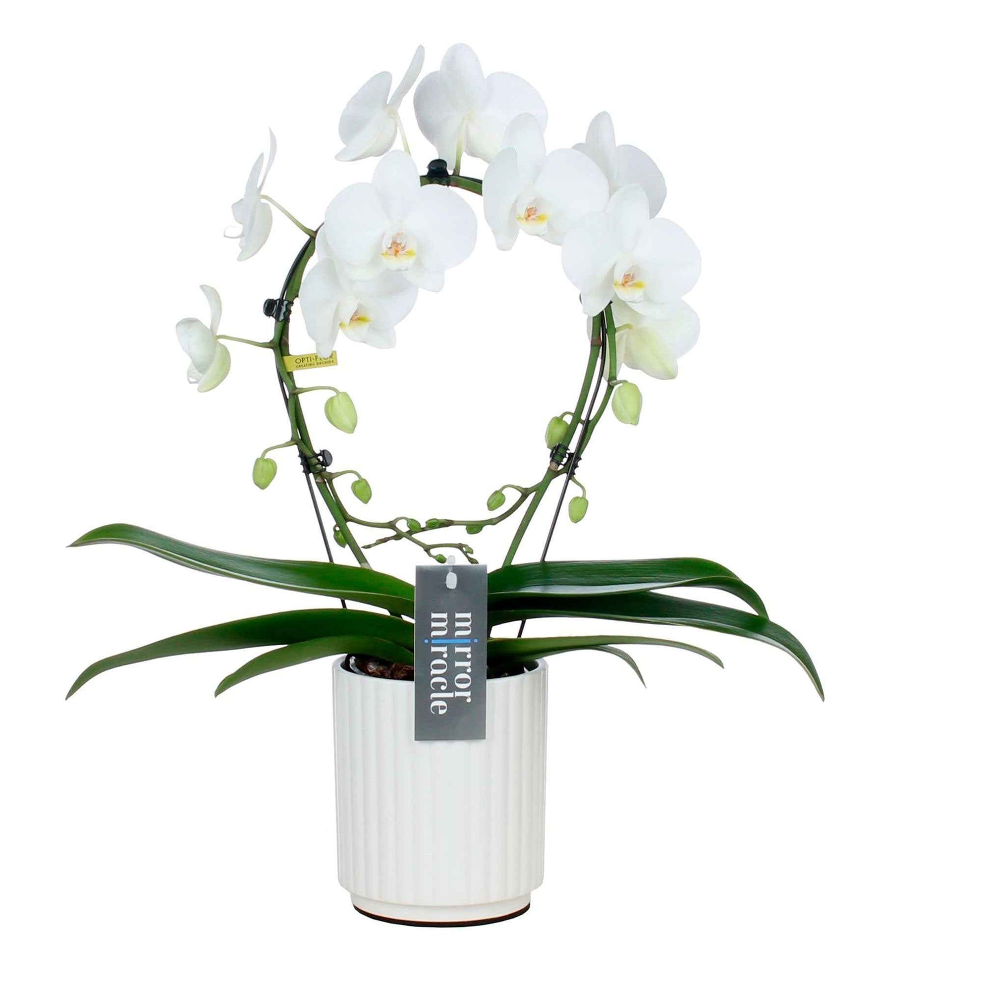 Orchidée papillon Phalaenopsis 'Mirror Miracle Aurora' Blanc avec pot décoratif - Idées cadeaux