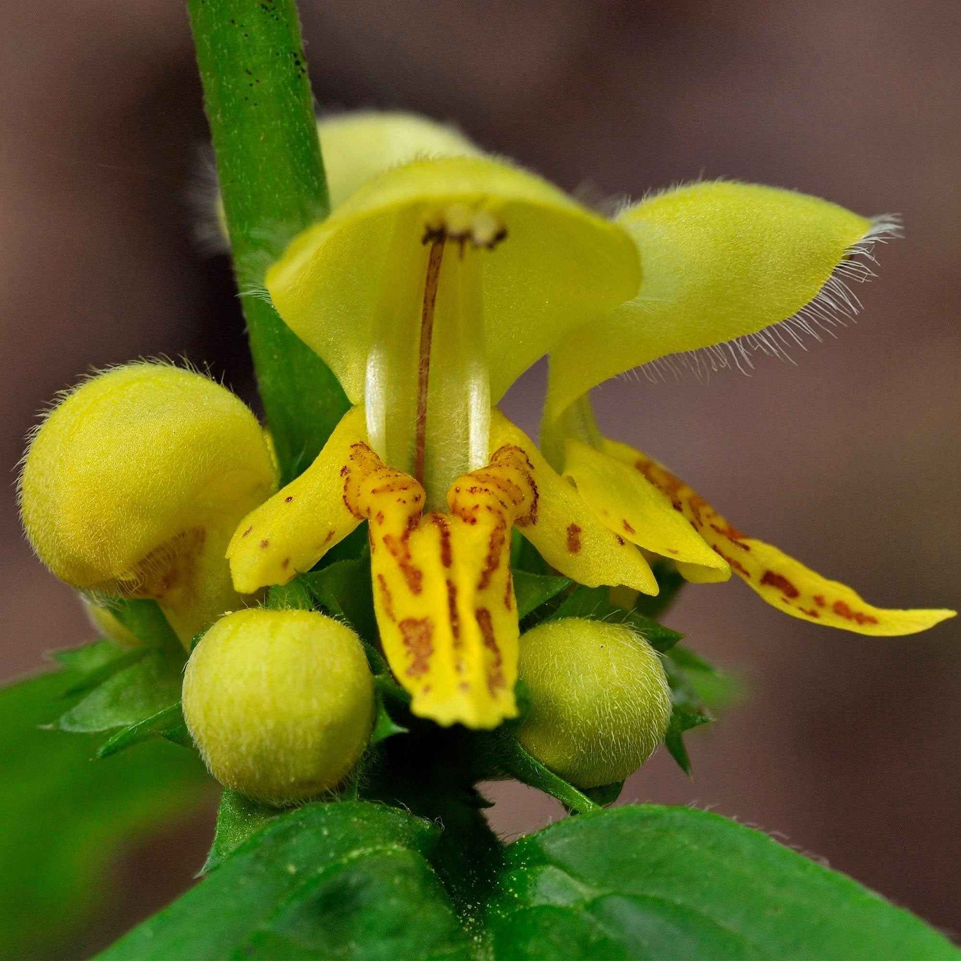 Lamier jaune Lamiastrum galeobdolon jaune Biologique - Plantes de jardin biologiques